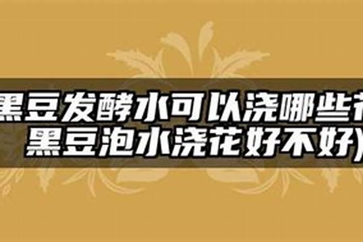 黑豆发酵水可以浇灌哪些花？黑豆泡水浇花好不好？
