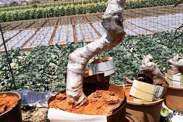 榆树下山桩出芽后能否喷些叶面肥