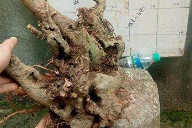 下山桩怎么处理成活率高 下山桩怎么样处理成活率高