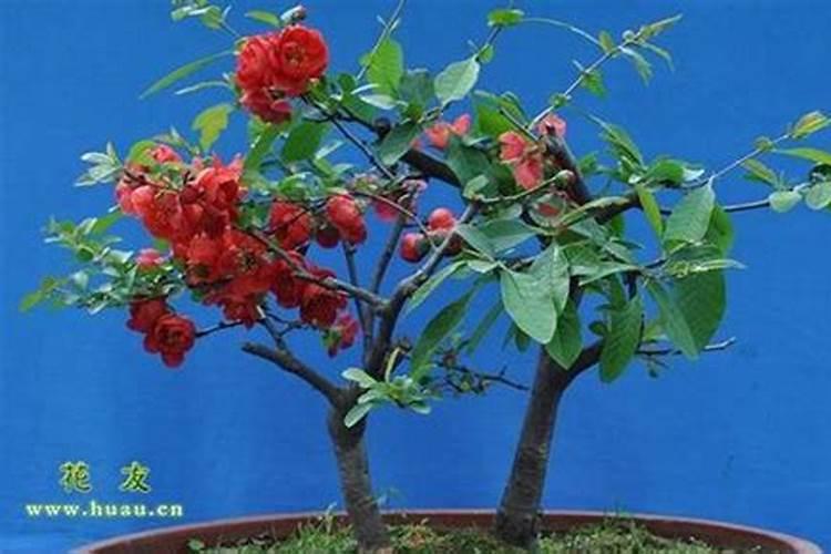 什么时候对花草施肥,剪枝最好