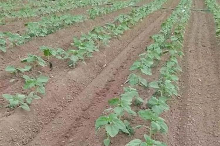 葵花什么时候施肥 葵花施肥时间介绍