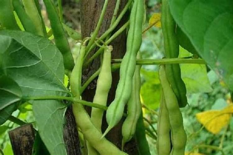 请问老师四季豆施什么肥料比较好 谢谢