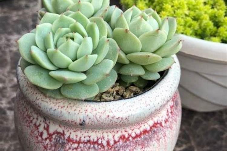 植物营养液与肥料的区别