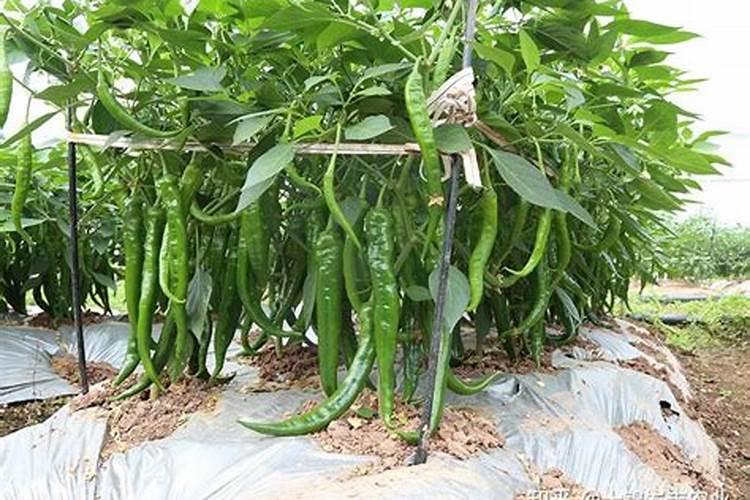 秋季大棚辣椒如何管理 否则容易引起植株徒长
