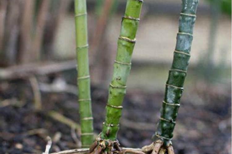 怎样种植甜瓜？