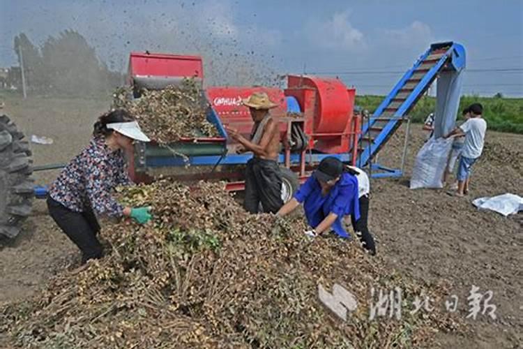 花生喷施硼肥最佳时间 使用注意事项有哪些