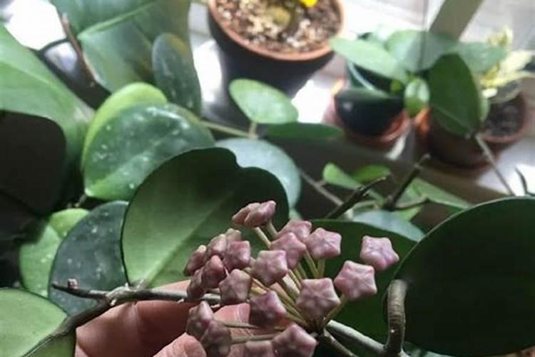 球兰不开花怎么办？