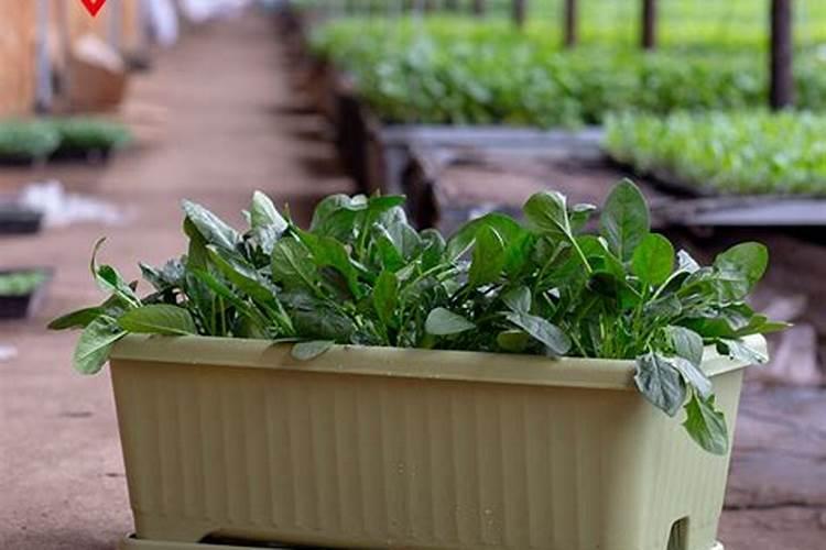 花盆种菜怎么施肥