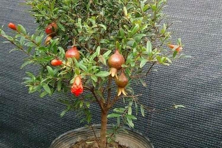 石榴树施肥的方法