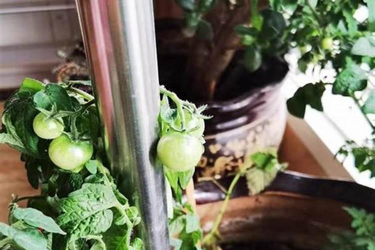 番茄移栽后已施用了两次肥,一次平衡肥;一次高磷肥。但还是叶片瘦小百 ...