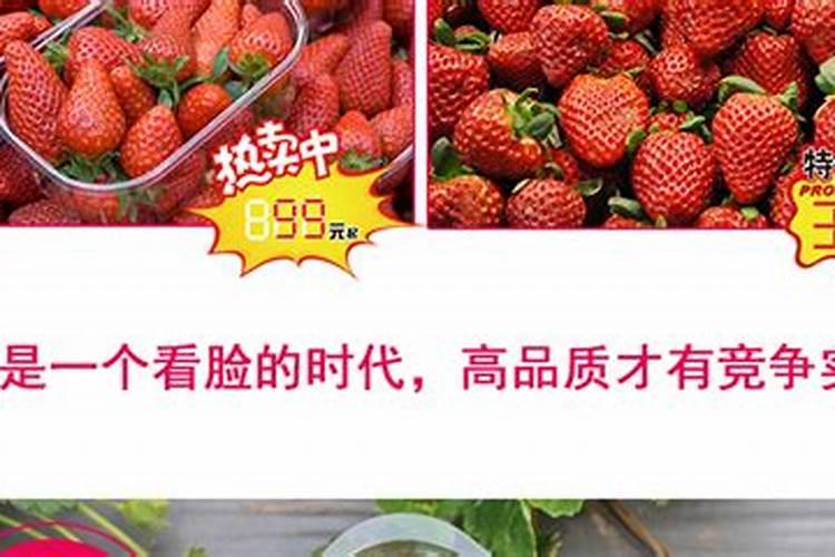 四季花草莓种植前景如何？市场价格是多少？