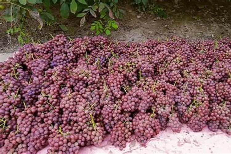 葡萄硼肥什么时候打最好？开花前？还是花期打？