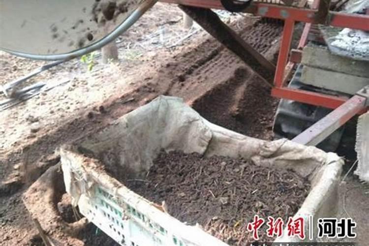 农村家庭办厂加盟项目有哪些