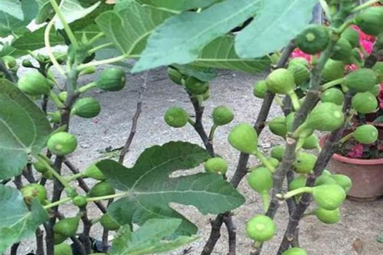 无花果施什么肥果实大