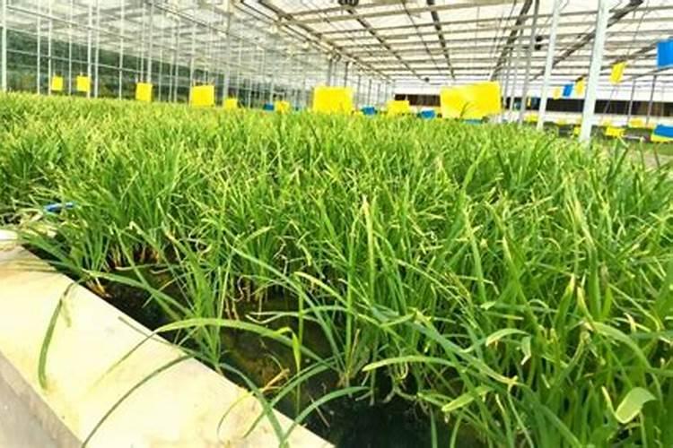 韭菜追肥用什么肥料好