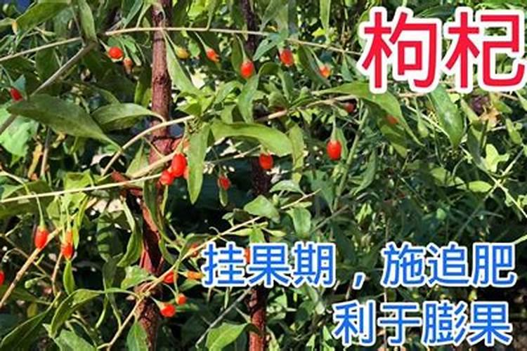 枸杞用什么肥料最好 ？枸杞打什么叶面肥好？枸杞生根用什么肥料好