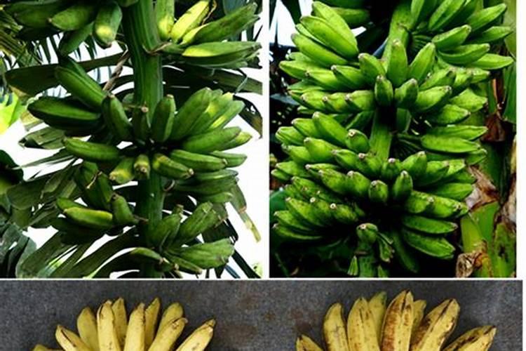 香蕉挂果的时候用什么肥料最好？