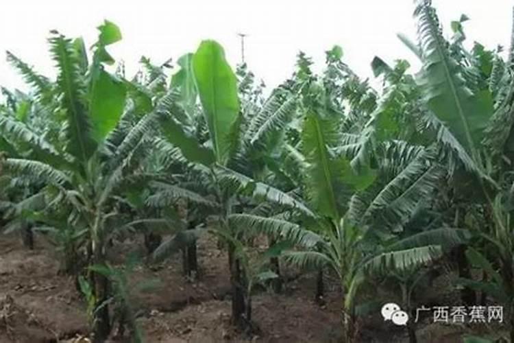 香蕉挂果的时候用什么肥料最好？