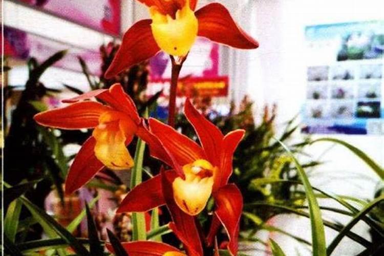 五月兰花长芽期如何施肥盆盆长满芽