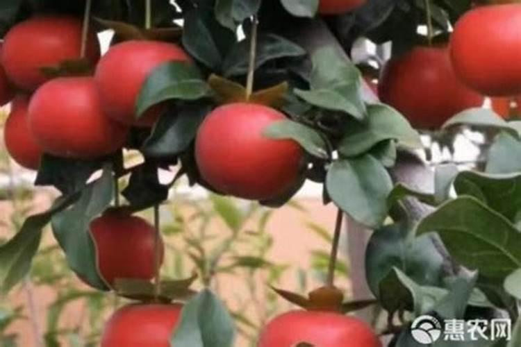 钙肥简介