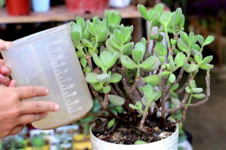 家里种植多肉植物好吗？养殖多肉都有什么优缺点？