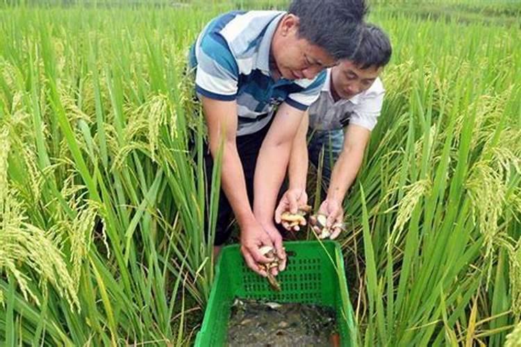 鱼蛋白肥料的功效与作用
