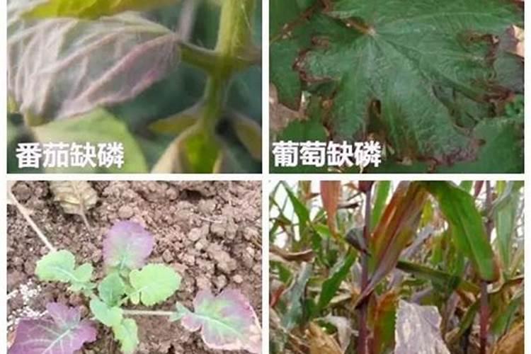 水稻缺磷有什么症状 水稻缺磷怎么办