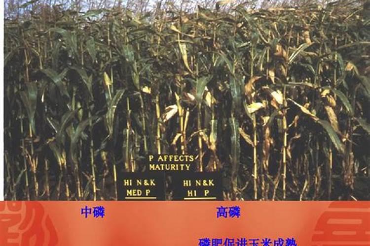 沙土地种玉米用什么肥料好