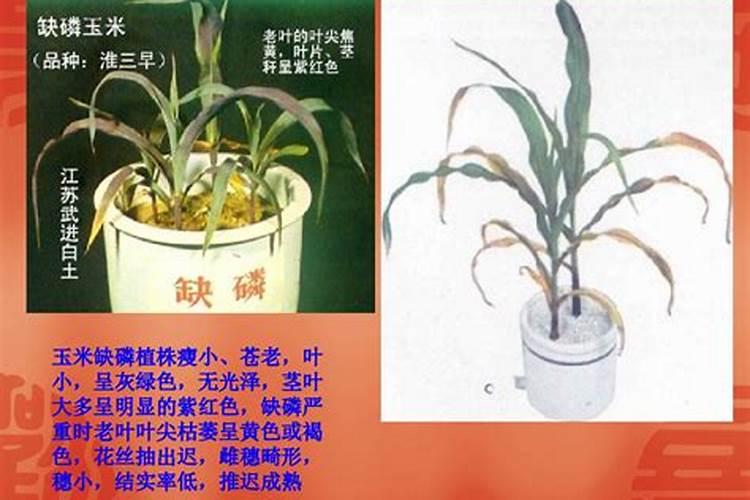 给庄稼施磷肥有什么效果