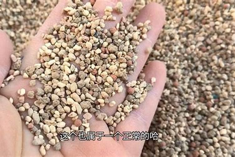 怎么让多肉桩子长粗？把多肉养成老桩怎么做