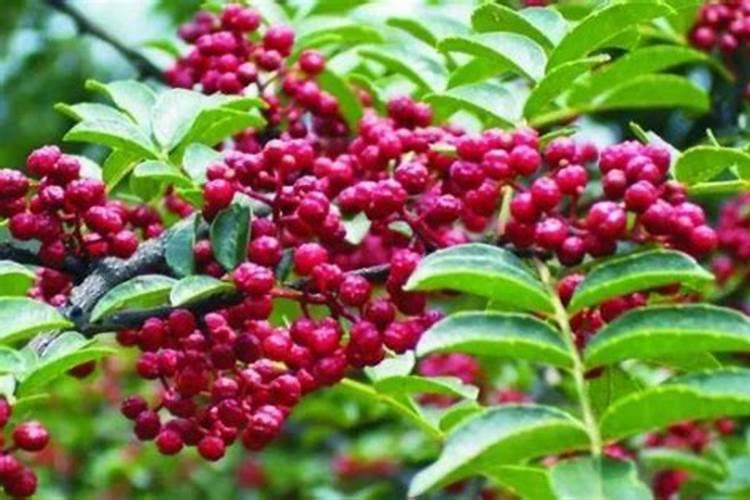 花椒树施什么肥