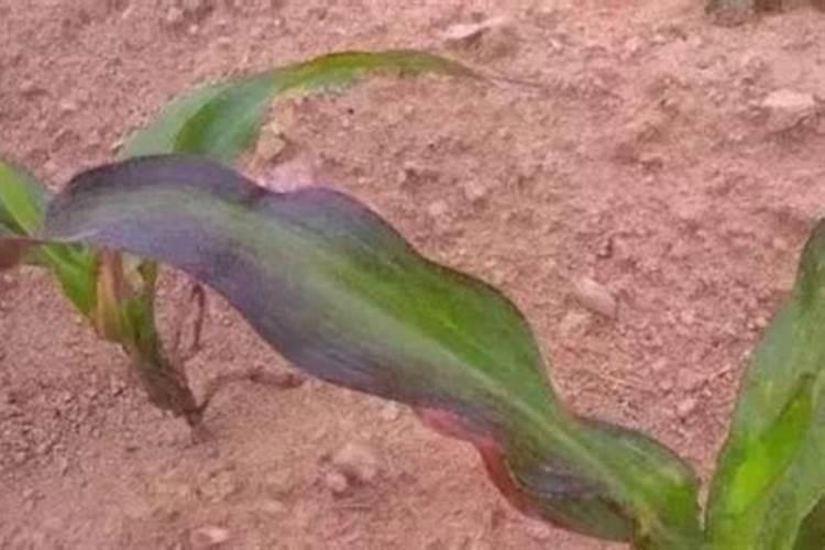 植物缺磷的症状