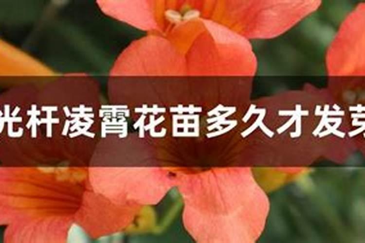 太阳花幼苗多大可以施肥