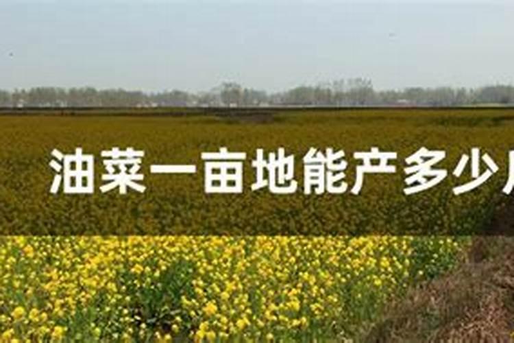 种白菜如何施肥