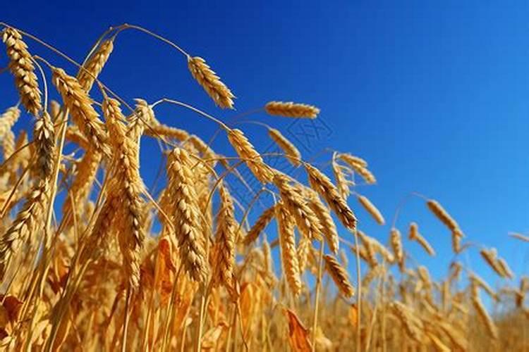 水稻抽穗期能缺水吗？施什么肥料好？