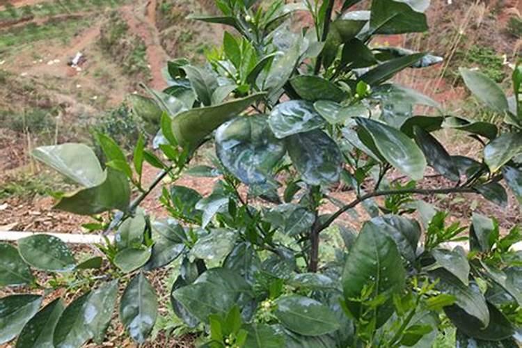 果农说种苹果不赚钱,国家为何还要发展其种植面积呢？