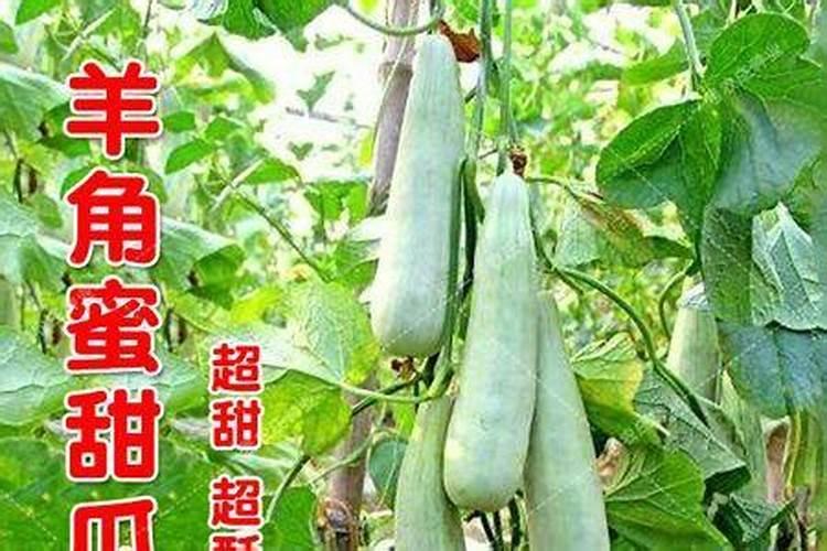 西葫芦几个叶开始控秧