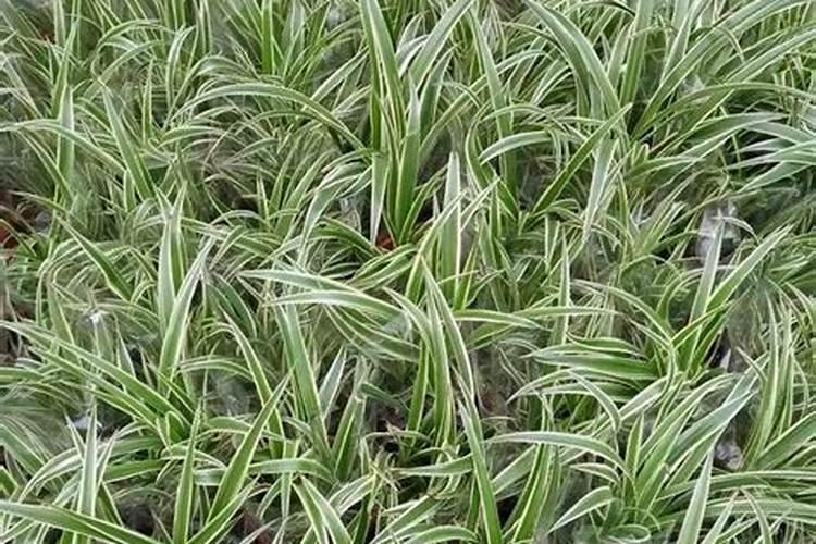 金边吊兰用什么肥好 花店老板知道