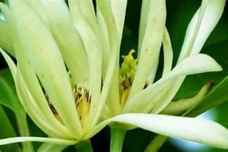 兰花多久施叶面肥适宜 合适的兰花叶面肥施用时间是多久？