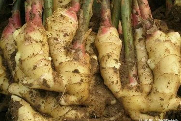 生姜的种植技术及肥料使用方法有哪些？