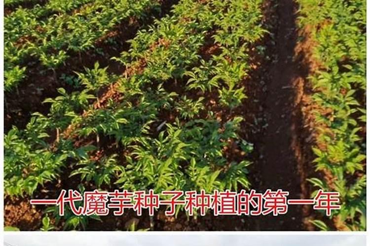魔芋出苗后施什么肥
