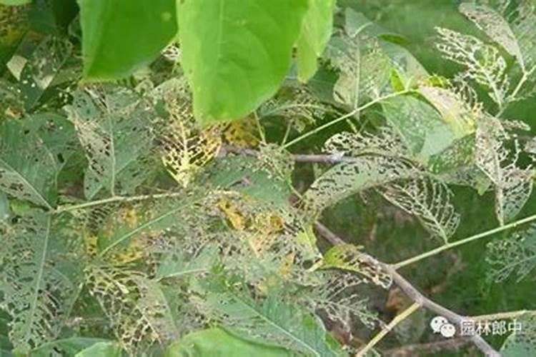 食叶草的养殖方法和注意事项 怎么养食叶草