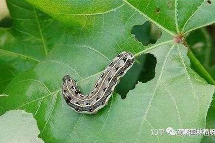 在植物生长过程中,施用氮肥能使枝叶繁茂、磷肥能使果实饱满、钾肥能使...