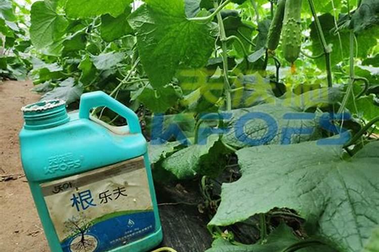 线虫死了蛋白虫没死