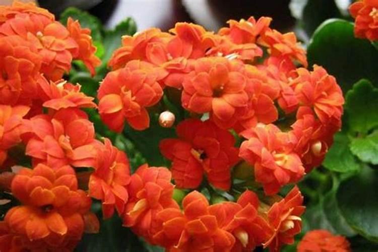 复合肥可以浇长寿花吗