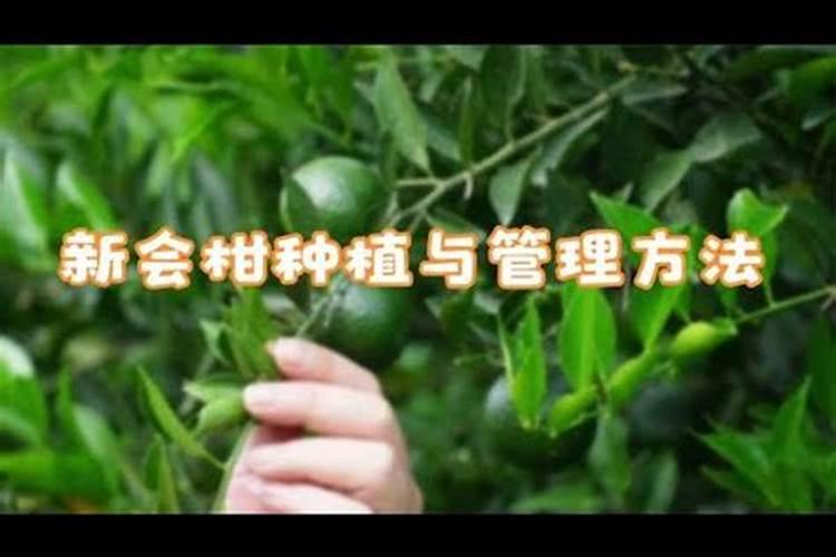 豆角叶子发黄是什么原因引起的