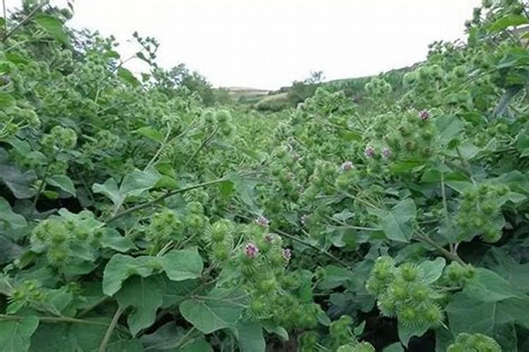 种植中药材施什么肥料好？