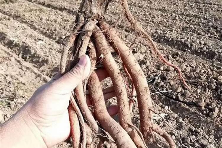 中草药种植的正确施肥方法