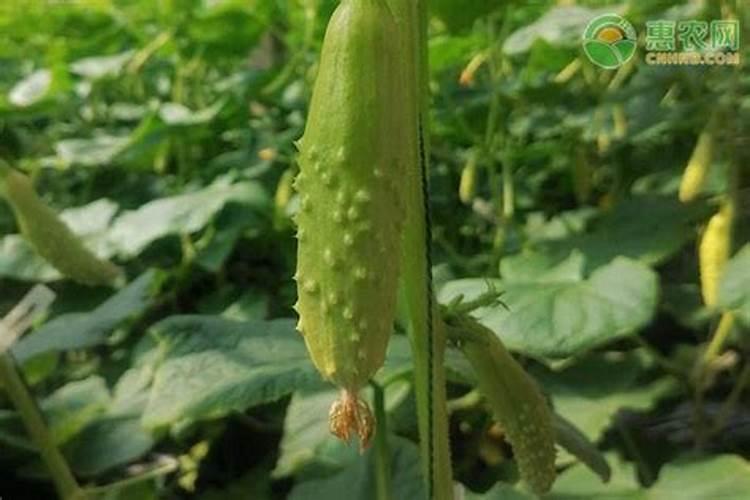 黄瓜打什么叶面肥黑绿