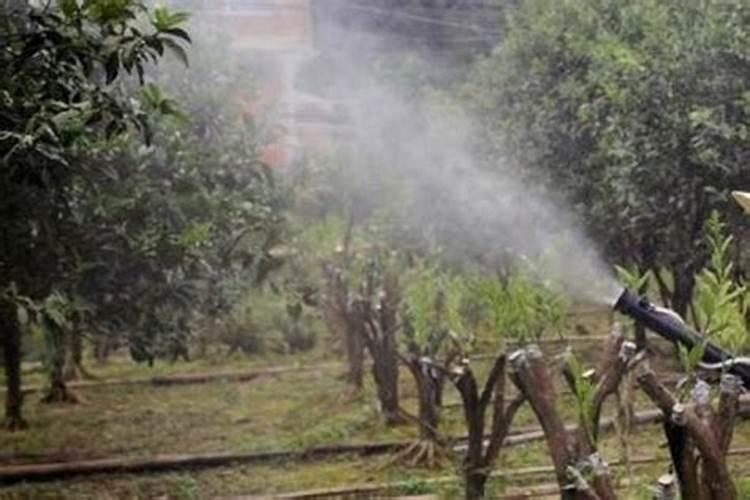 火龙果树为什么不开花